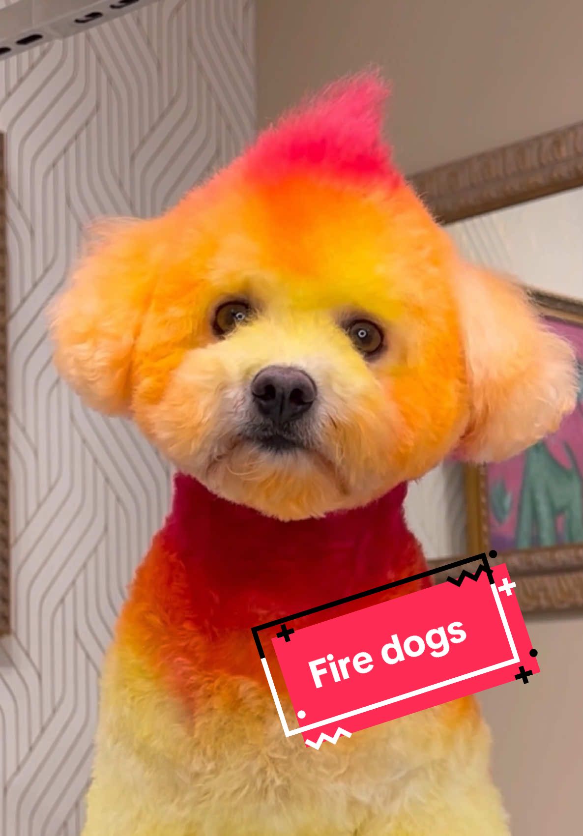 Which fire dog would you choose? #cutedog #doggrooming
