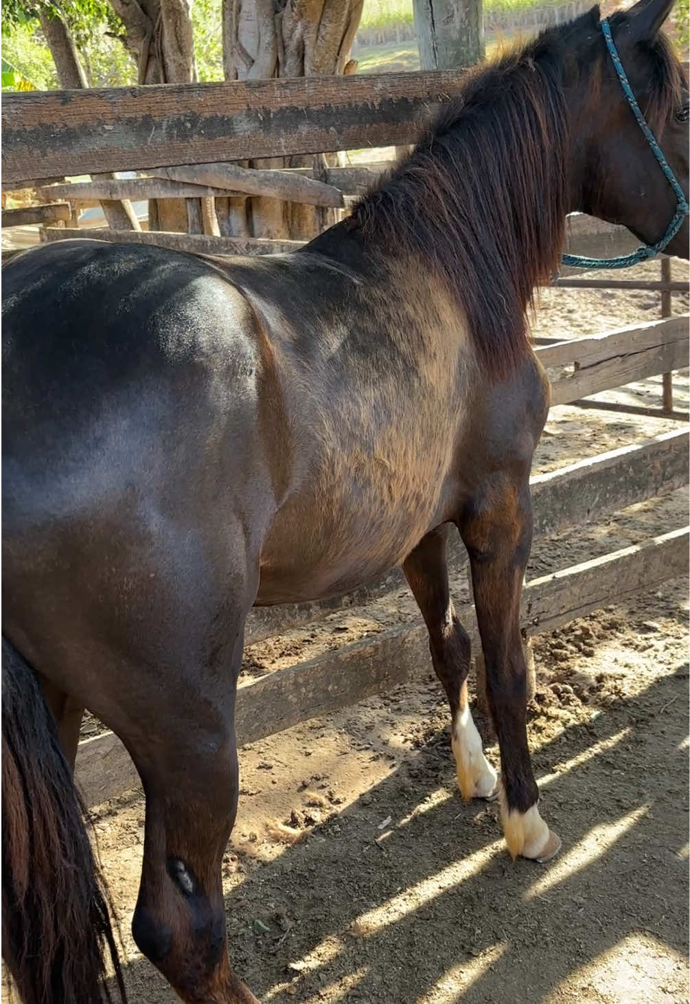 ✨ De debilitado a exuberante em apenas 4 meses! Com dedicação, cuidado e técnica, transformamos vidas aqui no Haras Fubá. 🐎❤️ 👉 Traga seu cavalo para recuperação e veja a diferença! #harasfubáeconquista #TransformaçãoEquina #RecuperaçãoEm4Meses #CavaloForte #AmorPelosCavalos
