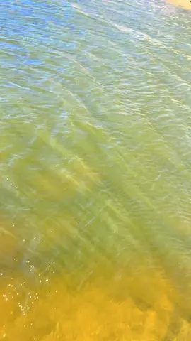 Does your local lake stock lighting trout? aka albino trout👀 #albino #lightningtrout #trout #fishing #forfishermen 