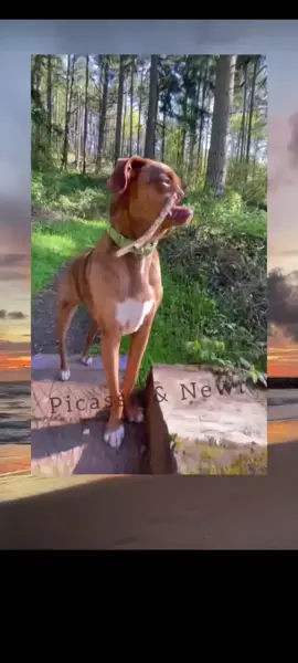 Bagian13 ]🐶: Aku berhasil membuat org lain bingung🗿 #for #videolucuviral😂 #fypシ゚ #anjinglucu 