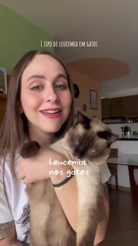 Já ouviu falar da Felv? Teste seus gatinhos desde cedo e não deixar eles terem acesso a rua pra evitar qualquer contágio ✨ #felv #gatos #fyp 