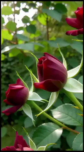 Assalamualaikum selamat pagi sahabat, semoga dipermudahkan segala urusan kita semua dan dimurah rezeki selalu, alhamdulillah Aamiin Aamiin 🤲🌹🌹🥰🥰