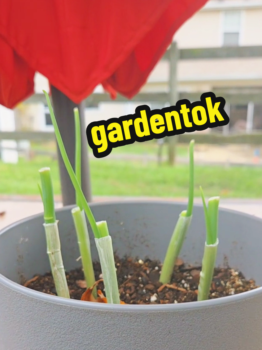 Day 2 update of regrowing green 💚 onion from scraps. #gardening #gardentok #garden 