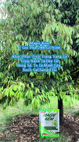 Magie Kẽm 1 Gói Pha 200 Lít Nước. Khắc Phục Tình Trạng Cháy Lá Vàng Lá #saurieng #nongnghiep #lamvuon #nongdan #xuhuong 