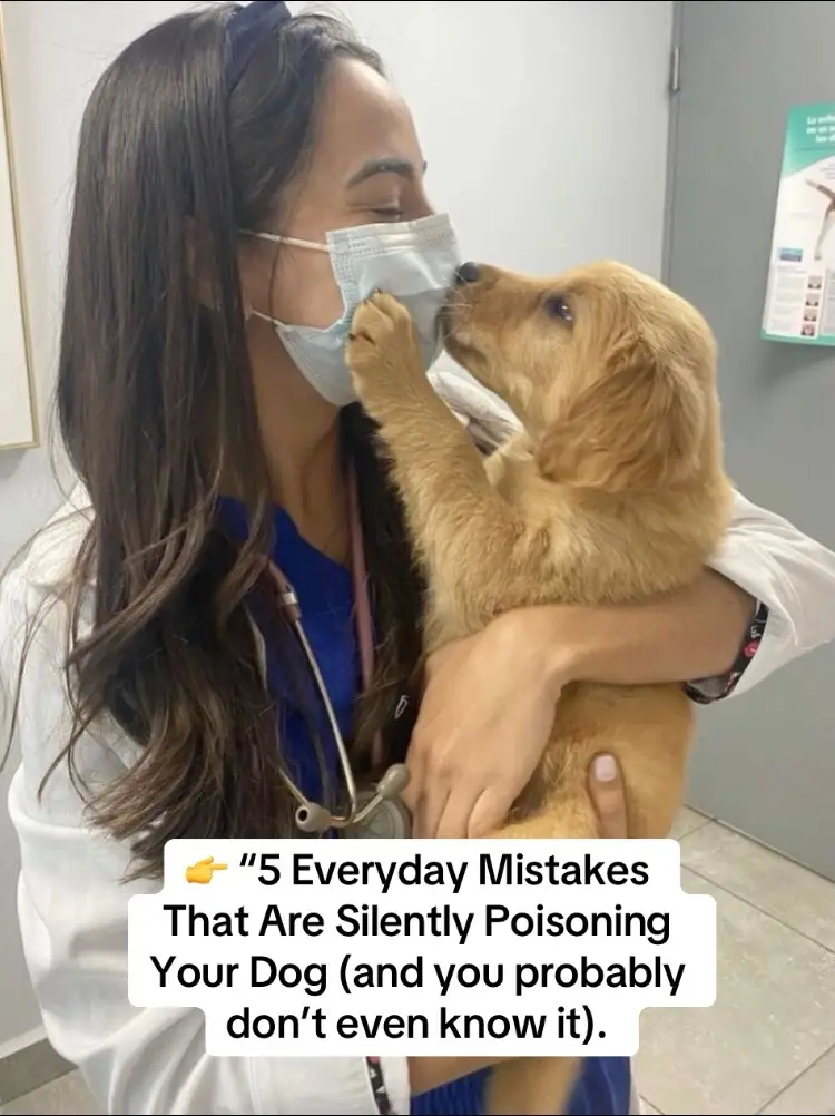 #usa #petdogs #PetsOfTikTok #dogcare #doglove 