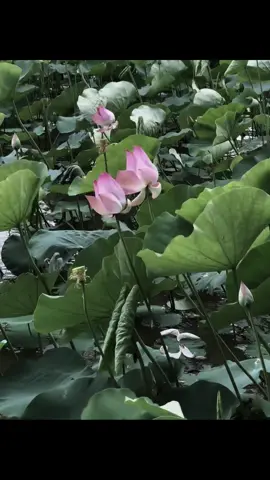 #chualanh #binhyen #hoasen #xuhuong 