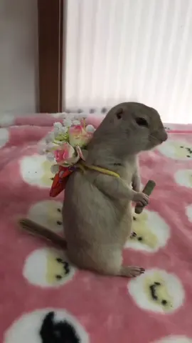 flowers for everyone #foryou #fyp #groundsquirrel credits @rikutokotaro on insta 