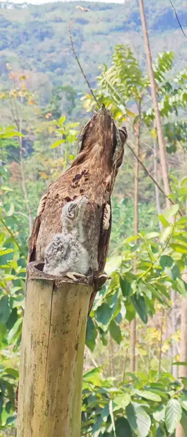 #campo #pichanaki_junin_perù #pajarofantasma #urutau 🤠