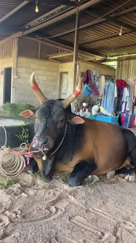 มีโอกาสให้แจ้งเกิดเท่านั้นคับ✌🏻😘 #โหนดพยัคฆ์ภาค6_อ้ายลำบากกุ #5พลังตัวเก่า #ค่ายโคจ่าเชษฐ_จ่าปอเมืองตรัง🐂