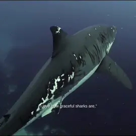 EDIT: I am not calling sharks killing machines! That’s why there’s quotation marks, we kill approximately 100 million sharks a year, and sharks only kill 6-10 people a year (not including attacks)  #fyp #foryoupage #plsblowthisup #marinelife #sharks 