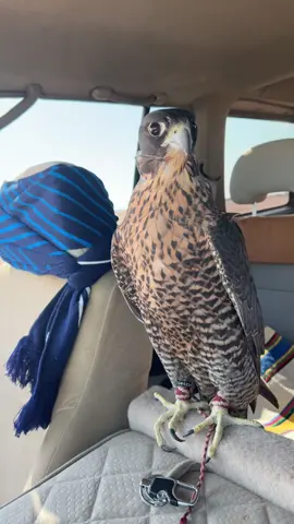 #اليوم_الوطني #ترند #السعودية🇸🇦 #طير #مقناص 