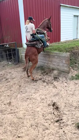 Mule power 💪🏼#itmustbenice #daddysmoneyimdaddy #mule #candcfarms #itsjustmoney  