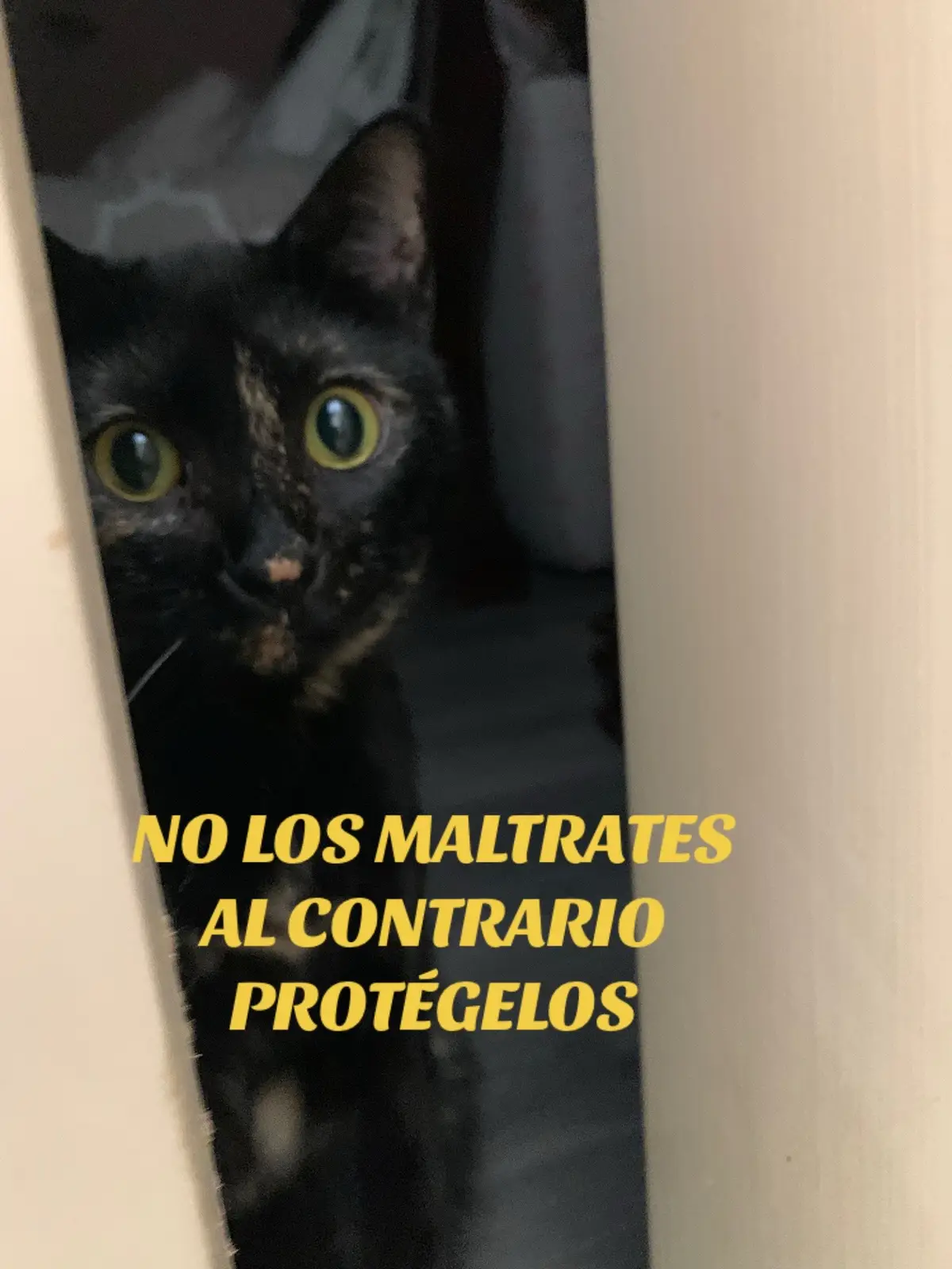 #lamanadadekiki #gatokiki #kikivisa #manadadekiki #gato 