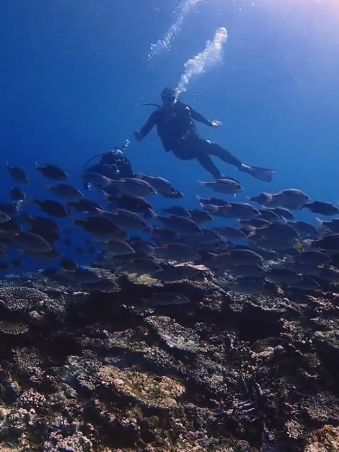 Ishigaki Island Diving Shop at HP➡️https://reefskater2020.net/#charterboat #fyp #石垣島 #underthesea #ishigaki 