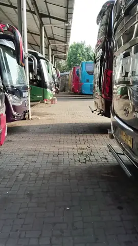 ready bus #fyp #video #busindonesia #busmania #fyppppppppppppppppppppppp 