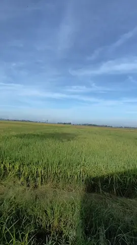 #rindubolehkembalijangan #katakatamotivasi #mukabelemoih #tiktok #fyp @MUKA BELEMOIH 