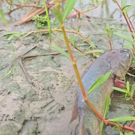 Smart little boy catching fish after rain in the farm 🐟#netfishing #handfishing #ruralfishing #fishing 