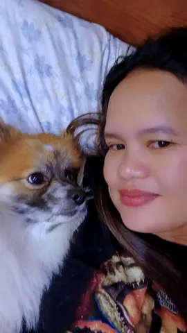 my love💞💞💞#trending #fypシ゚viral #dogsoftiktok #pomeranian 