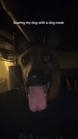 Scaring my dog again #funny #mask #dogtok 