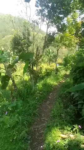 Reng ngalas si gintungang ngirim nggawe lanjaran,rasane kok pingin Reng nggunung Amek kayu,Ning mbayan'ae dalane nyekan mesti ngos2 sang,ngenjet pokokmen😁😁😂😂😂