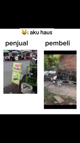 #cat #cattiktok #fyp 
