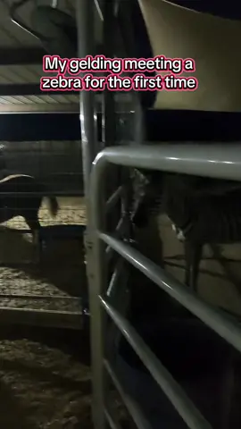 Do yall wanna see him spooking at it