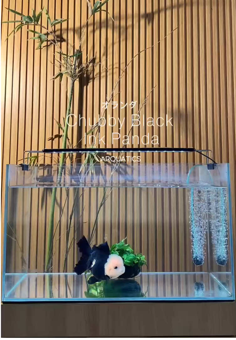 can’t stand seeing this cute face😍🤏🏻 #arquaticsgoldfish #goldfish 