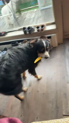 #funny #dog #australianshepherd #miniaussie #icraveviolence 