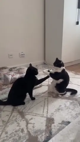 First time in a fight 🤷#fypシ゚ #CatTok #MeowMood #lol 