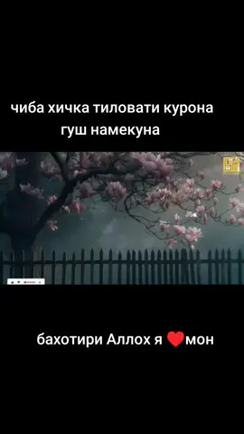 сайта дасгирик видиохои Зур ай пешай