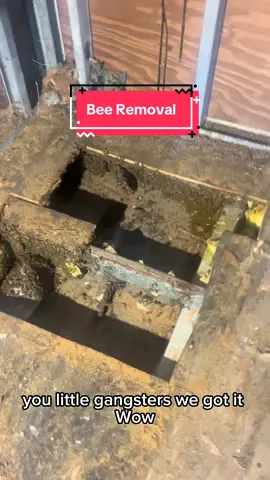 Bee removal from our shed! There were literally a million bees! It was a real cool process. We still haven’t gotten the queen. Call Mr. B’s Broody Bees for your safe bee removal. DO NOT ATTEMPT TO REMOVE THEM YOURSELF! #BeeRemoval #Bees #IBeesInTheTrap #Behive #HoneyComb 