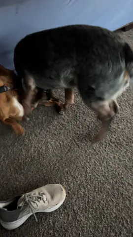 #dogmom #weinerdog #spoileddog #homesteadhealing #offgridliving 