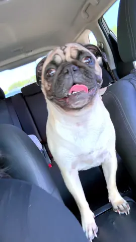 Pug life💀#pugs#puppy#pug#fyp#xyzbca