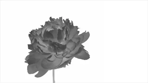 oh celeste #syntlyrics #blackandwhite #edit #d4vd #celeste  oh celeste the girl with my name tattooed on her chest 