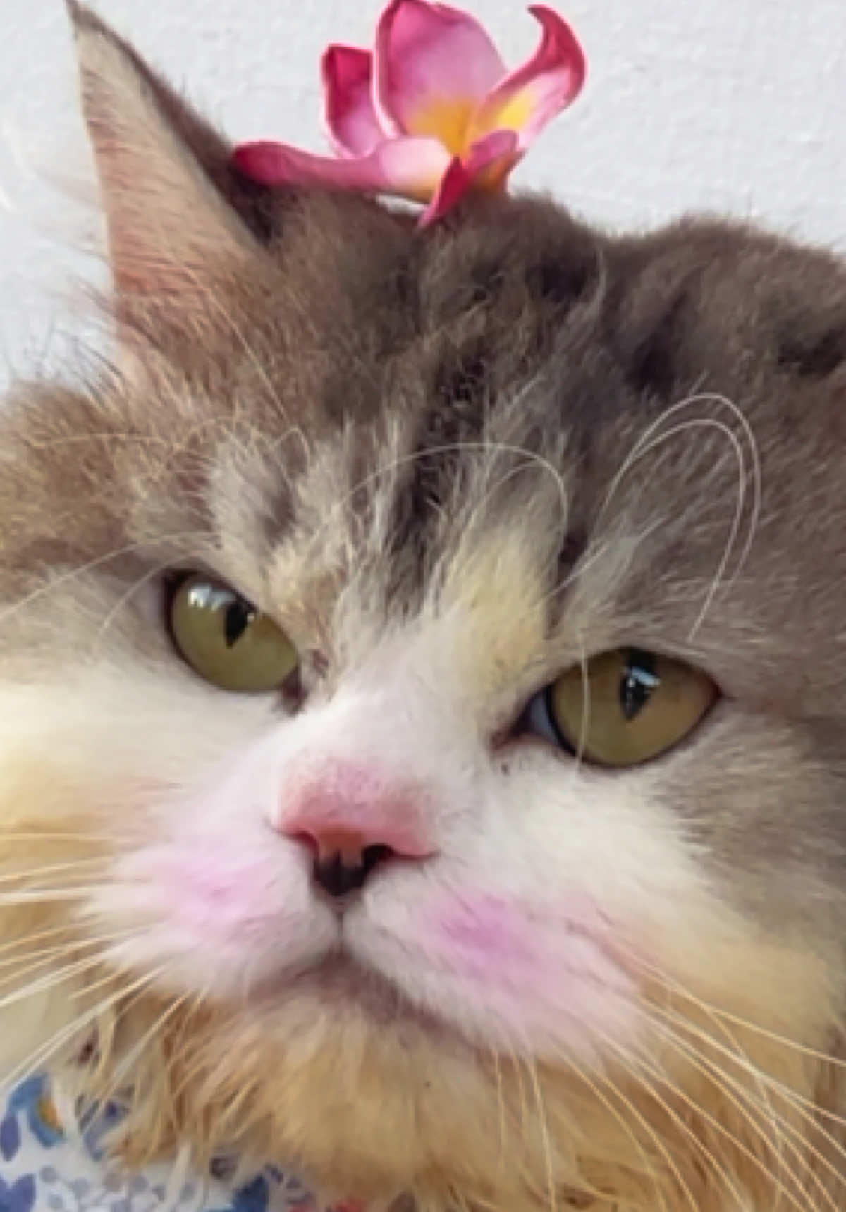 Males mandi bukan masalah ochie lagi🤣🤏🏻 #ochie #kucingtiktok #bayisrigala #kucingbawel #removdryshampoo 