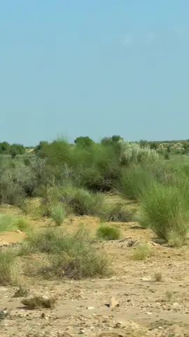 #foryoupagе #fyp #fypシ゚viral🖤tiktok #foryoupage❤️❤️ #vairal #سنگت_ویڈیو_وائرل_کریسو_آپ_ہیں🥀🌼🙈✨🎇 