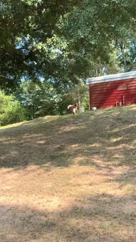 #pony #minipony #hashtag #fyp 