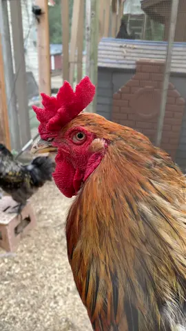 #roosterflock #bachelorpad #roocrew #rooster 