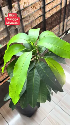 Bibit mangga Miyazaki hasil okulasi cepat berbuah#fypシ゚viral🖤tiktok #Bibit Mangga Miyazaki Asli Berbuah 
