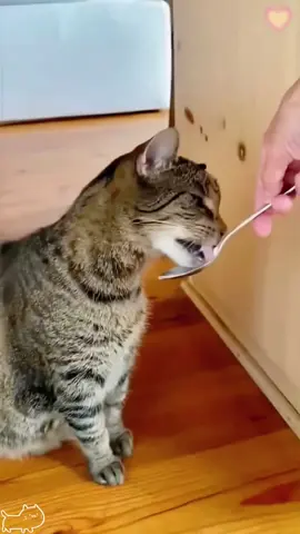 Cat eating human food for the first time🐈#foryou #cat #fyp #catsoftiktok #funnycat 