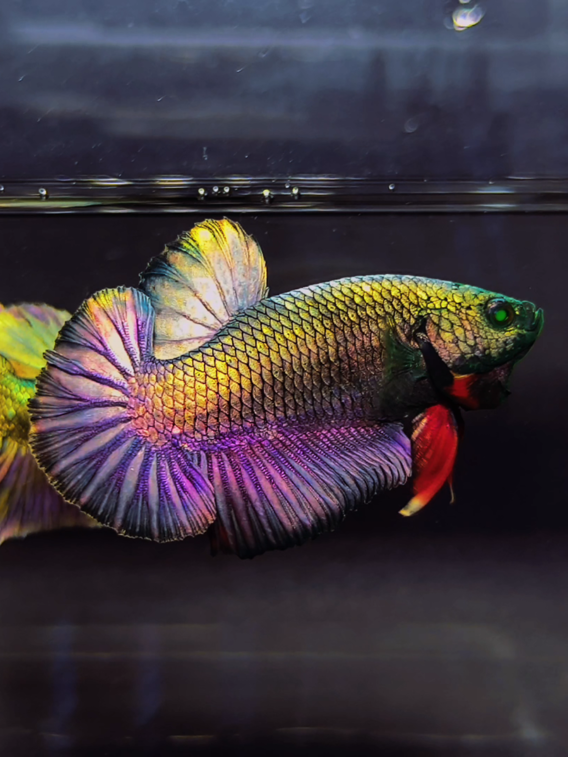 The color is so special 😍😍 Black Red Panther Purple Hulk 🖤🖤❤️❤️💜💜💚💚#trending #tiktok #bettafish #pez #aquarium 