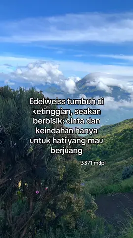 Edelwis 20 september 2025#sumbingviagajahmungkur #pendakigunung #xuhuong #xuhuongtiktok 