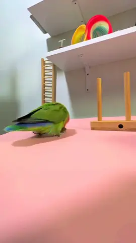 #Parrot #parrotsoftiktok #smartparrot #鹦鹉表演 