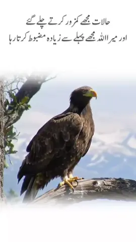 Eagle sitting on a tree branch | Power of Shaheen#eagle #viralvideos #tik_tok #power #power 