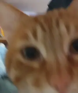 OÑO #peru #gato #cat #pantera #callao 