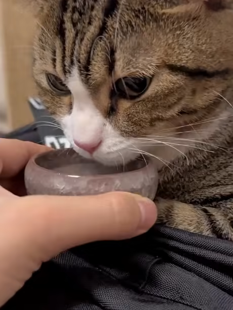 Cat Drinking in Warp Speed #CatReels #CatTok #CatVideo #ViralCat #MustSeeCat #CatContent #PawfectMoment #Catlife #Catlover #catsoftiktok #sillycat #FunnyCats