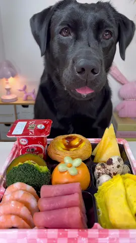 #labrador #dog #asmr #immersive #eating 