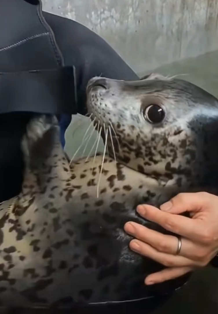 Look! This seal is called Qiezi, which means eggplant in English. Today, it's learning to swim from its keeper, but it's so comfortable that it's about to fall asleep cozily.#cute #seal 