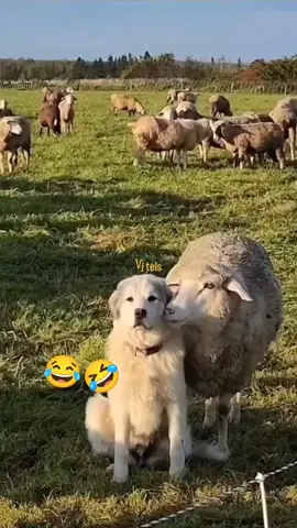 #comedyvideo #😂😅🤣 #devimatav69 #😂😅🤣 