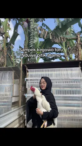 Yuk langsung angkut angkut daripada kebawa mimpi #fyp #trend #shamo #pecintaayam #masukberanda